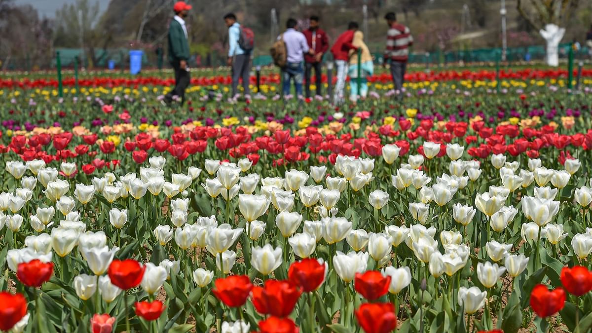 Asia's largest tulip garden overlooking the famous Dal Lake opened its gates to the public, marking the beginning of the new tourism season in the Kashmir Valley. Credit: PTI Photo