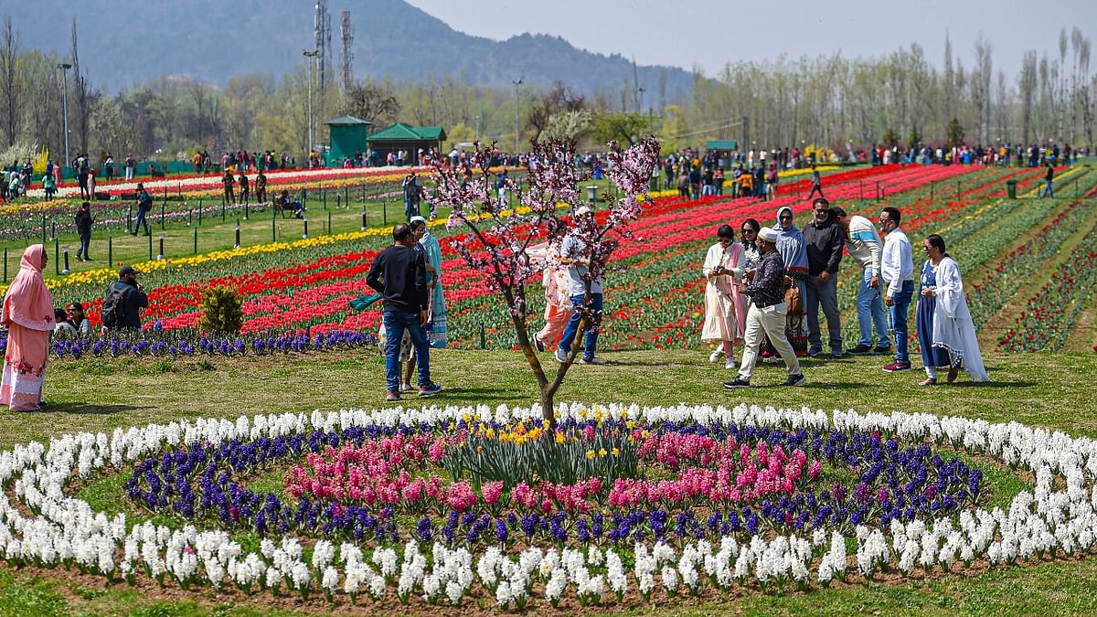 This year the garden houses 1.5 million flowers of tulips, daffodils, hyacinths and muscari. Credit: PTI Photo