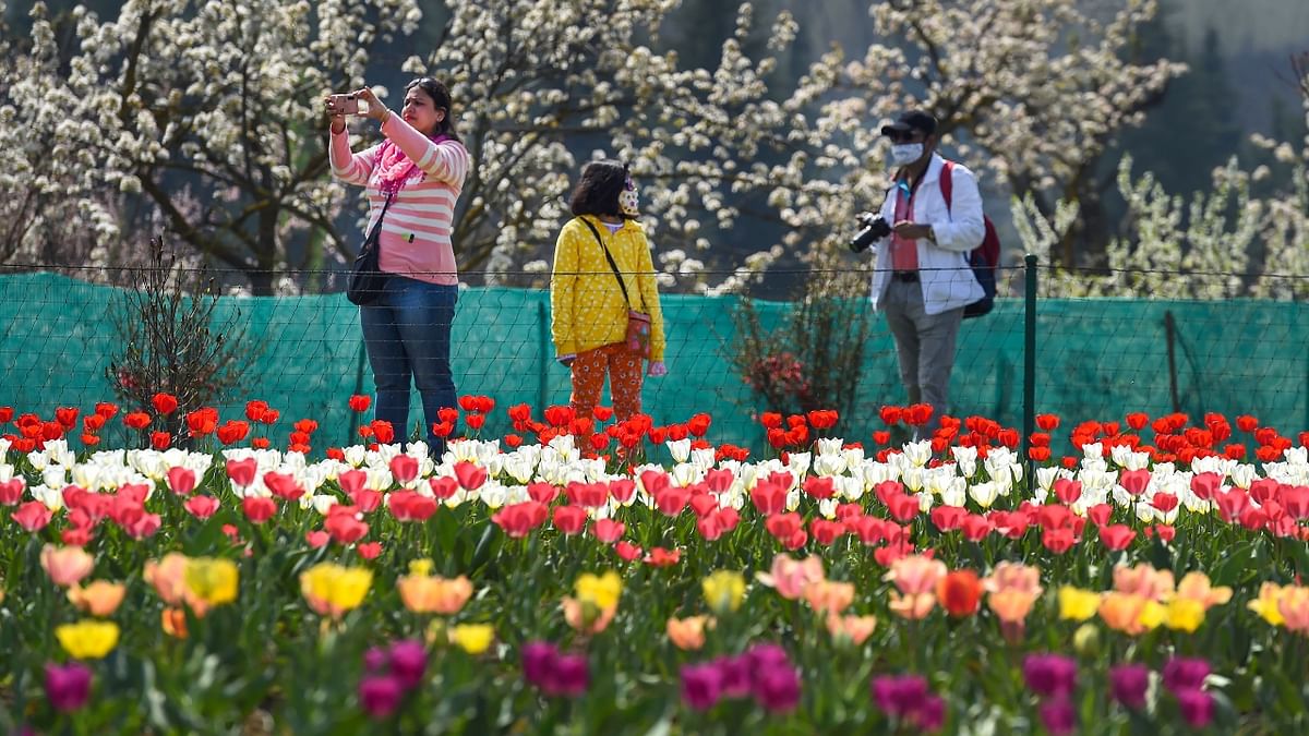 These fully blossomed flowers enhance the beauty of Kashmir and give tourists a lifetime experience. Credit: PTI Photo