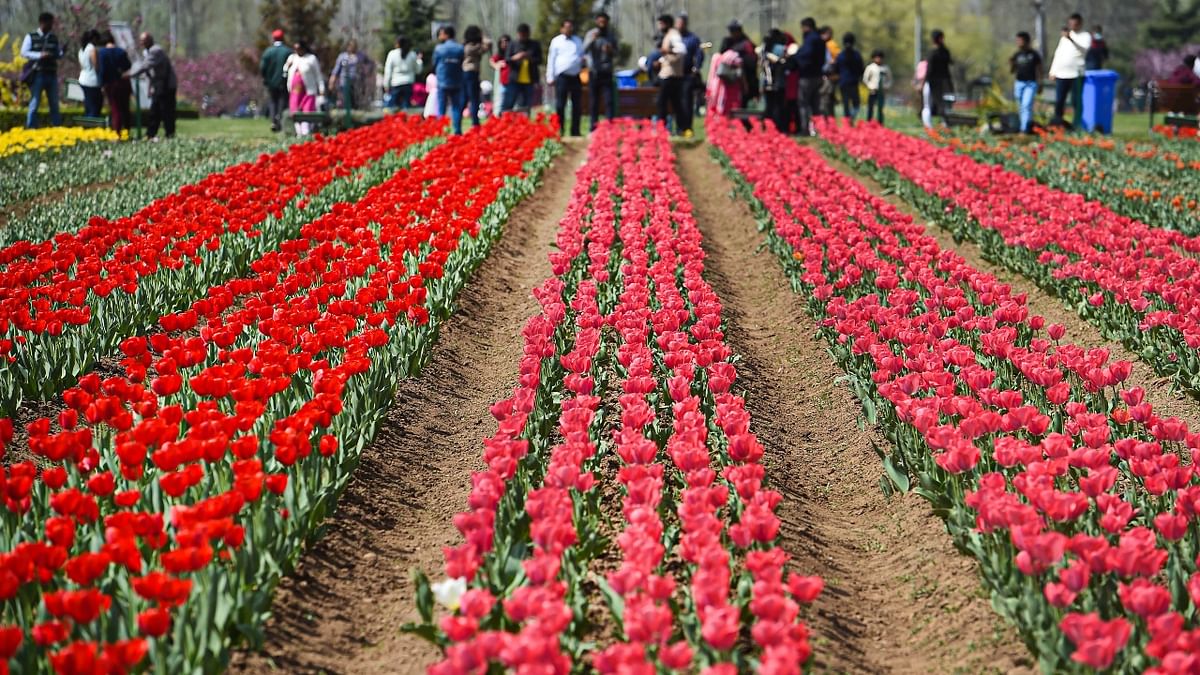 The idea of the garden, spread over 30 hectares in the foothills of the snow-clad Zabarwan range, was conceived to advance the tourism season in the valley by two months. Credit: PTI Photo