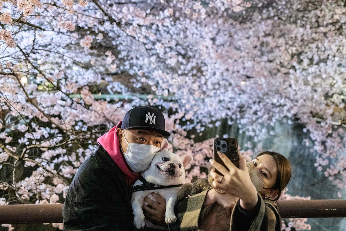 People take pictures with their dogs in front of cherry blossoms along the Meguro River in Tokyo. Credit: AFP Photo