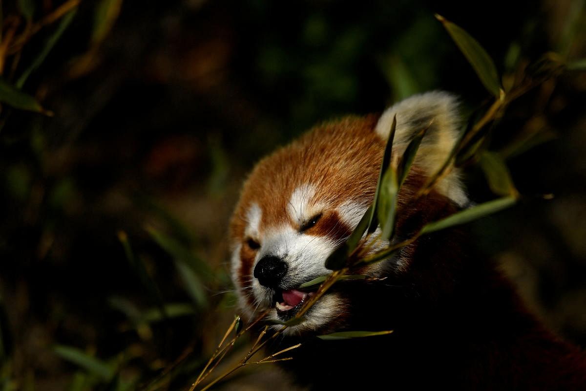 New 'Himalayan Hills' habitat for snow leopards and red pandas at Dublin Zoo, in Ireland. Credit: Reuters Photo