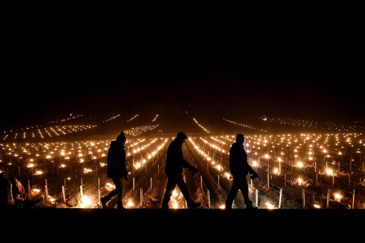 Winegrowers walk after lighting candles in the vineyards to protect them from frost. Credit: AFP Photo
