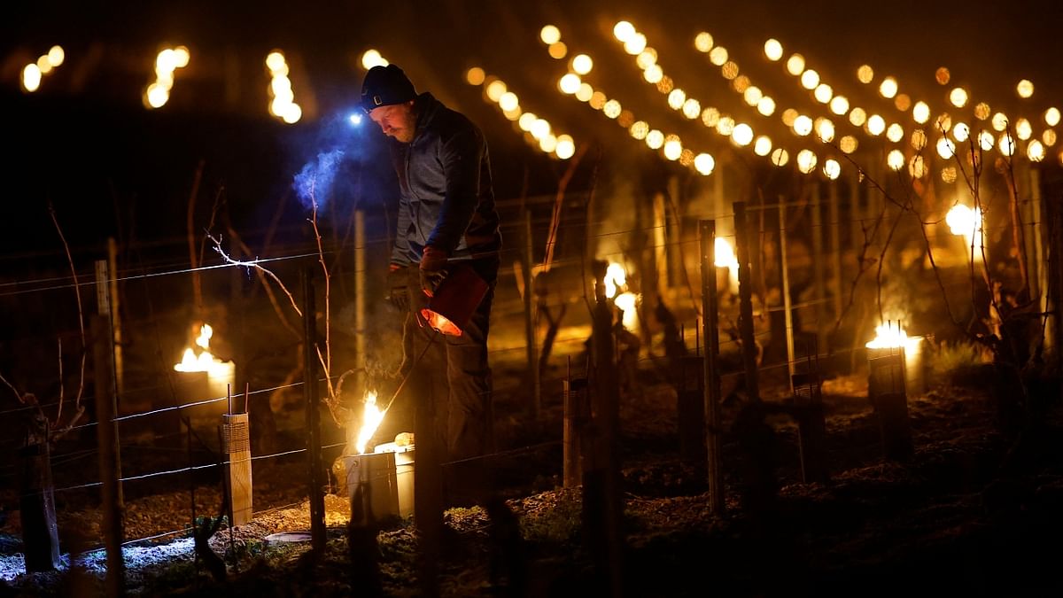 Some vintners even tried to warm the vines with electrical lines or sprayed the buds with water to protect them from frost. The water creates a thin layer of ice that ensures the blossom's temperature remains around the freezing point but does not dip much lower. Credit: Reuters Photo