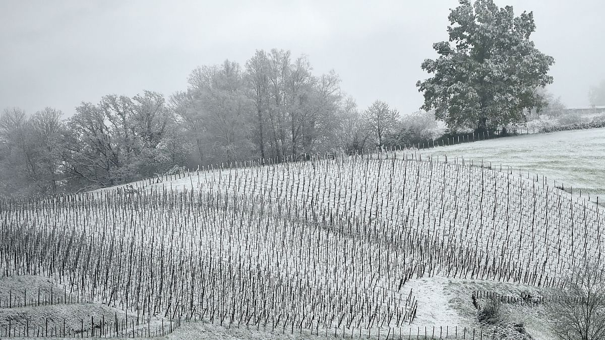 Incessant weather in France has caused major damage to fruit and wine production in the country. Credit: AFP Photo