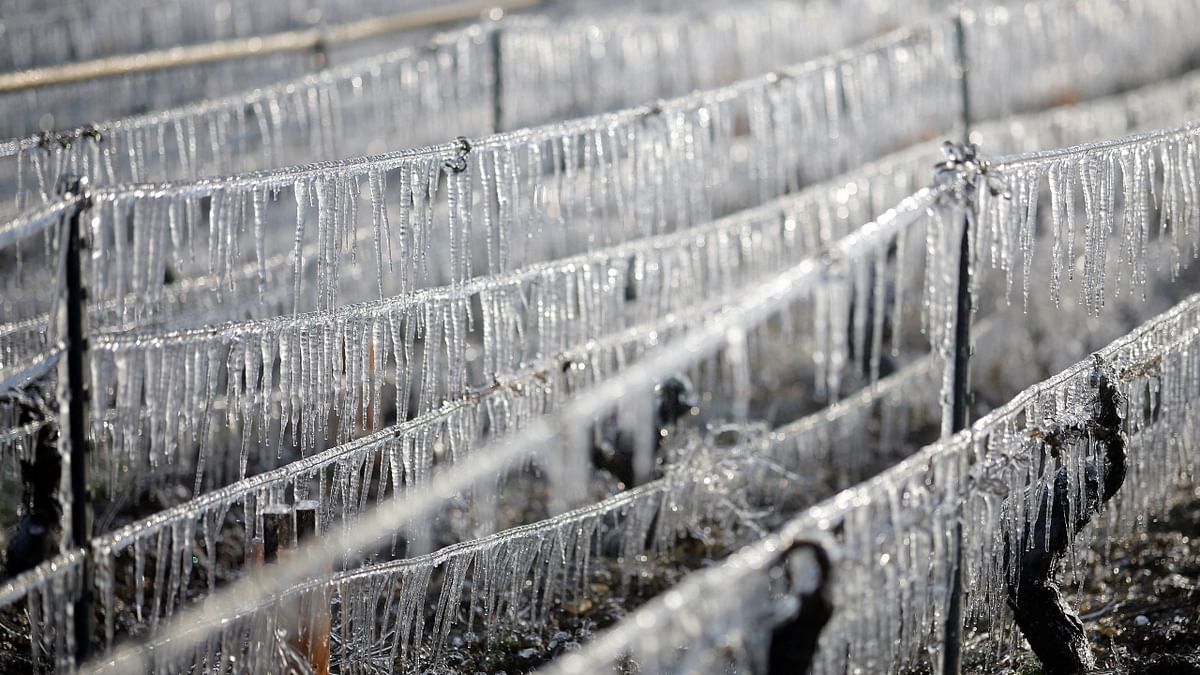 Ice-coated vines stretched across hillsides around Chablis as France’s Burgundy region woke to temperatures of minus 5-degree Celsius. Credit: Reuters Photo