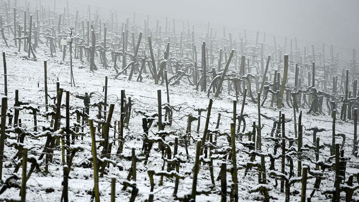 The frost is particularly frustrating to farmers. A similar phenomenon hit French vineyards last year, leading to some 2 billion euros (USD2.4 billion) in losses. Credit: AFP Photo