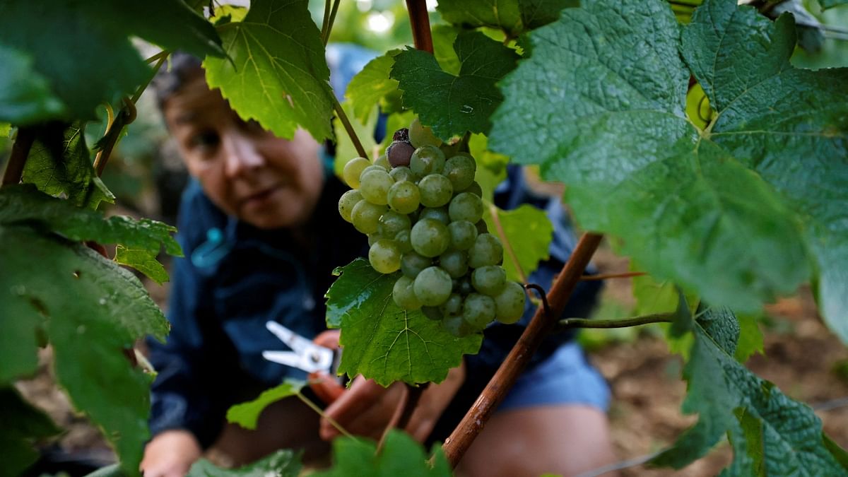 Fruit growers are worried that the frost will kill off large numbers of early buds, which appeared in March as temperatures rose above 20-degree Celsius, and disrupt the whole growing season. Credit: Reuters Photo