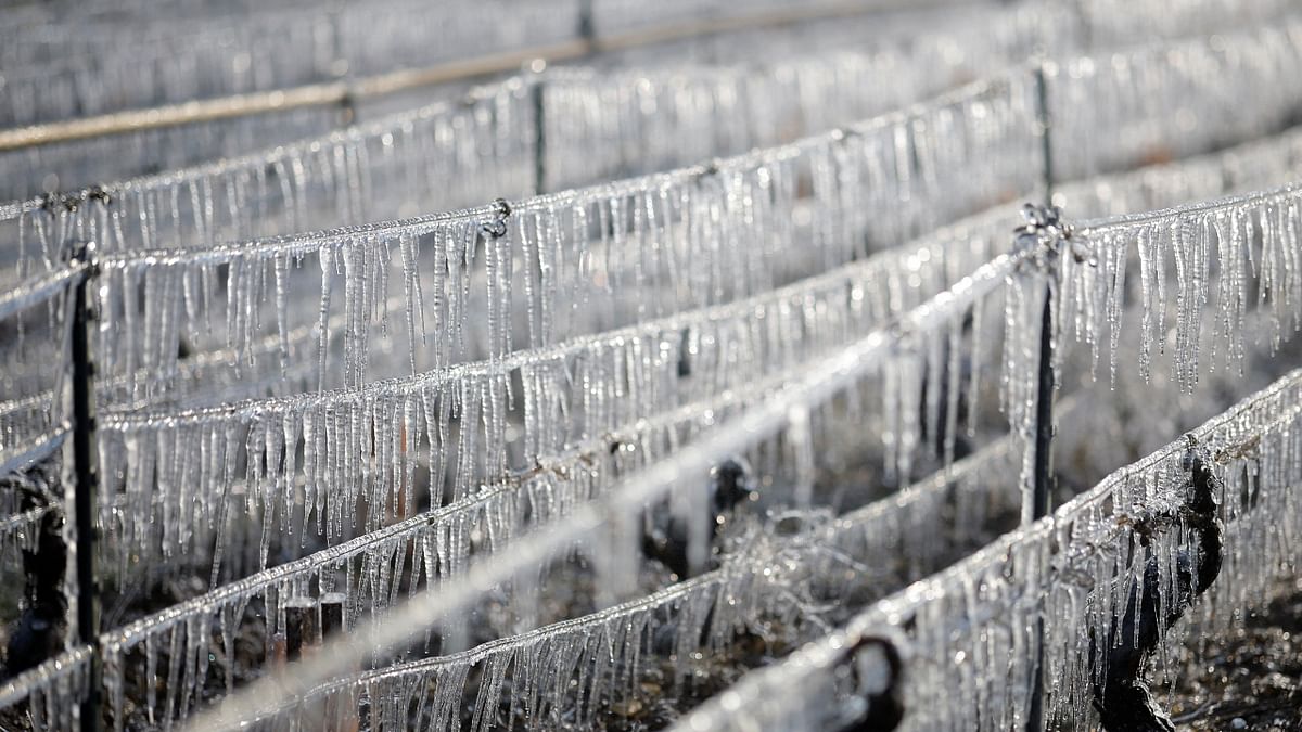 France recorded the coldest April night since at least 1947, at an average of minus 1.5-degree Celsius (29.3°F), with record low temperatures for the month seen in many parts of the country. Credit: Reuters Photo