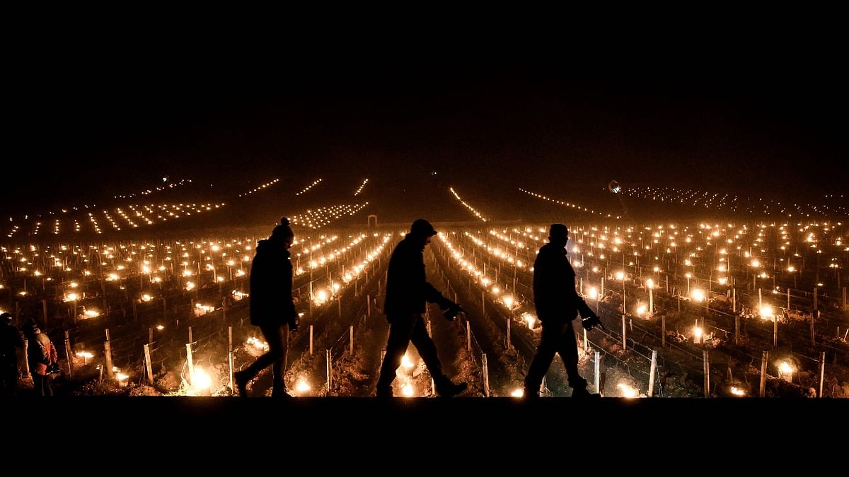 Vintners in France are lighting candles to thaw their grapevines to save them from a late frost following a winter warm spell, a temperature swing that is threatening fruit crops in multiple countries. Credit: AFP Photo