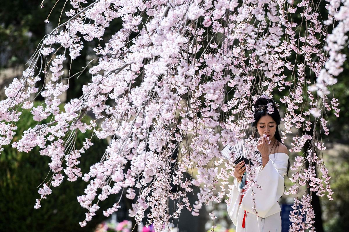 A woman poses for photos in front of a cherry blossom tree at the Seoul National Cemetery in Seoul. Credit: AFP Photo