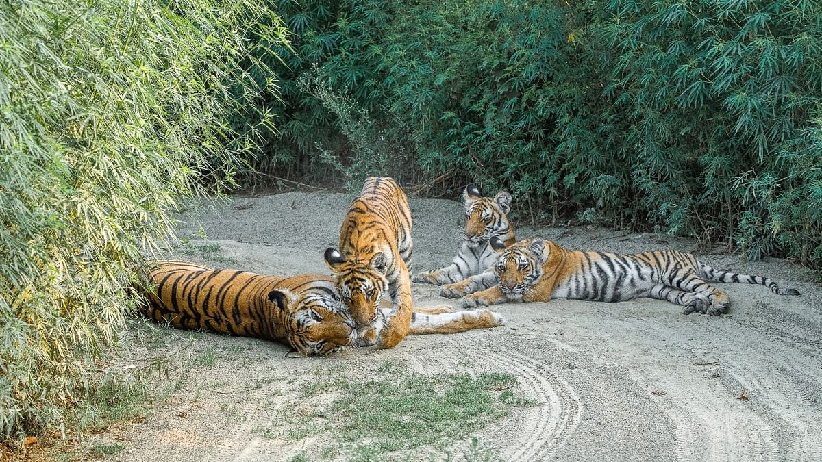 Jim Corbett National Park: For the wildlife enthusiasts, Jim Corbett in Ram Nagar, Uttarakhand is a celestial destination. This place is known to be one of the best national parks to spot the national animal. Credit: DH Photo