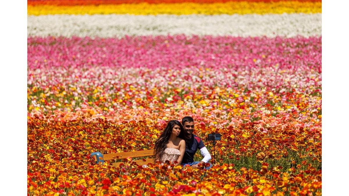 Noylin and Satheeshan Tharmarajah set up a picture of themselves surrounded by giant Tecolote Ranunculus flowers at the Flower Fields in Carlsbad, California. Credit: Reuters photo