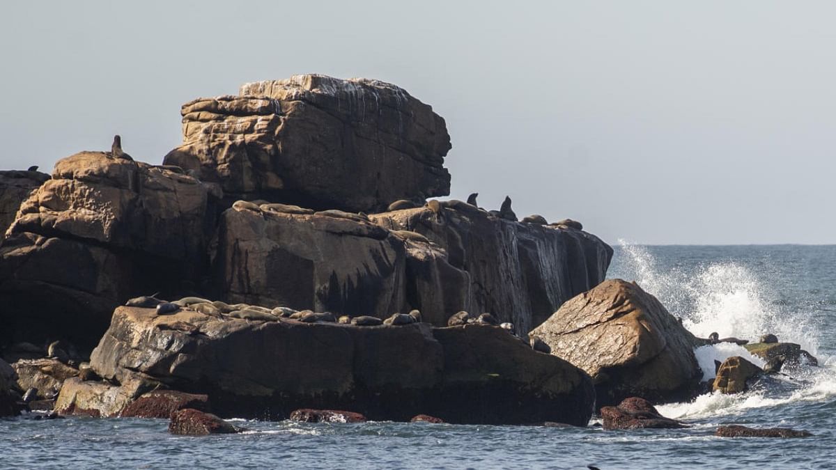 Fur seals rest at Isla de Lobos, a small island located about 8 km off the coast of Punta del Este, Maldonado, 140 km east of Montevideo. Credit: AFP Photo