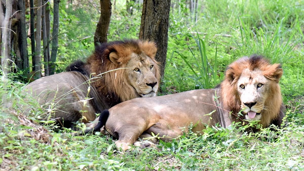 Bannerghatta National Park: Located on the outskirts of Bengaluru, this wildlife reserve is one of the most famous and most visited national parks in Karnataka. Bannerghatta is one of the parks in India where Indian lions can be seen in the wild. Credit: DH Photo/Janardhan B K