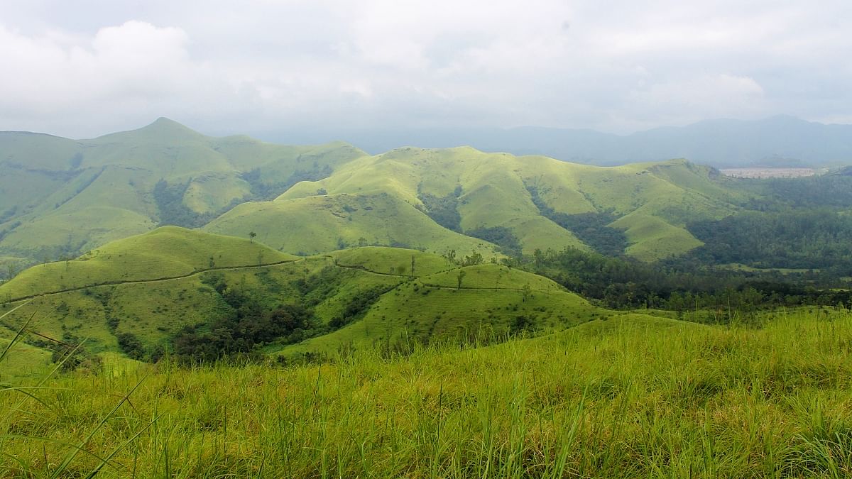 Kudremukh National Park: Located at the tri-junction of Dakshina Kannada, Udupi and Chikkamagaluru districts, this national park is known for its richness of its flora and fauna. Besides large cats, Kudremukh is also home to the critically endangered lion-tailed macaque. Kudremukh was declared as one of 34 biological hotspots of the world because of its tropical biological richness. Credit: DH Pool Photo