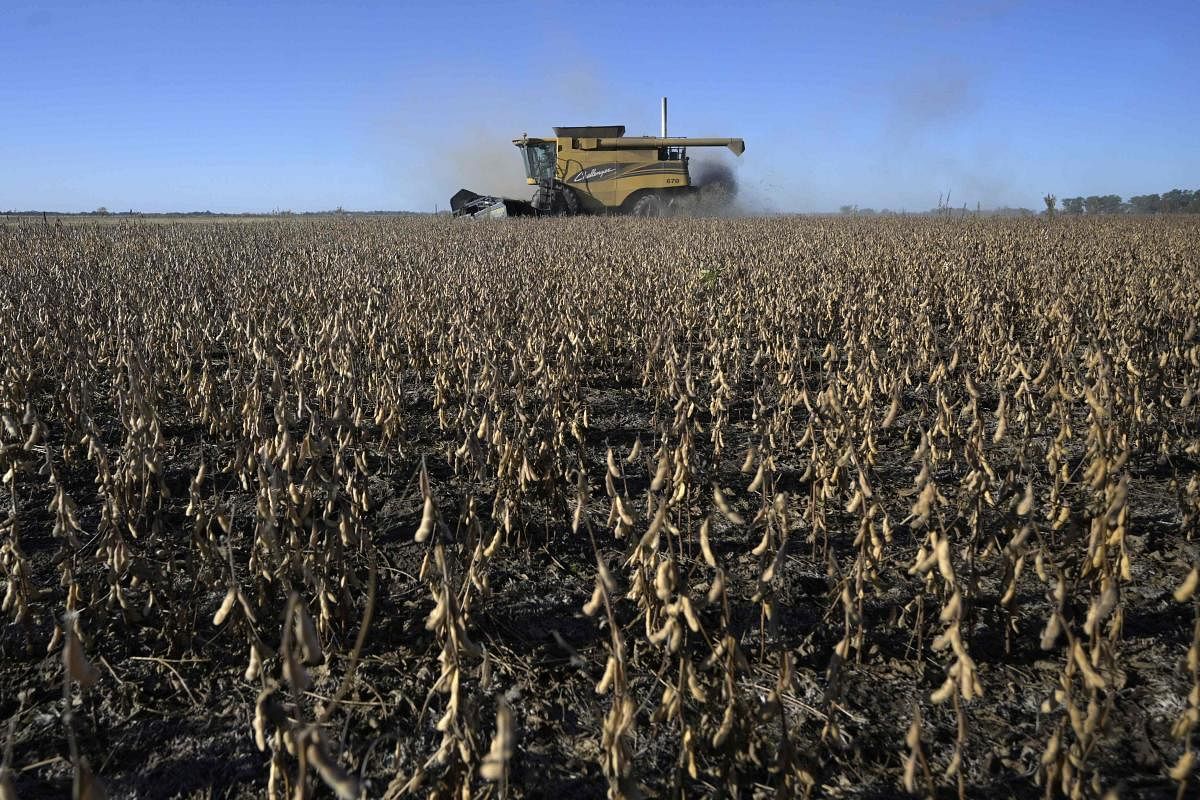 Argentina's good soybean and grain harvest this year is a breath of optimism in the face of the global grain shortage brought on by the war in Ukraine. Credit: AFP Photo