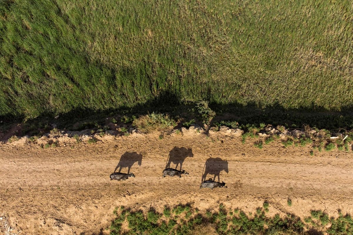 This picture taken on May 8, 2022 shows an aerial view of buffaloes walking on the shores of the Shatt al-Arab waterway north of Iraq's southern city of Basra. Credit: AFP Photo