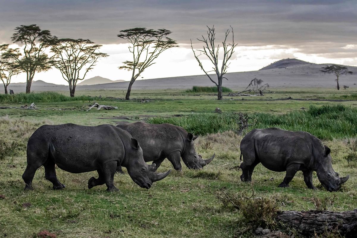 A group of black rhinos graze before sunset in Lewa Conservancy, Kenya. Credit: AFP Photo