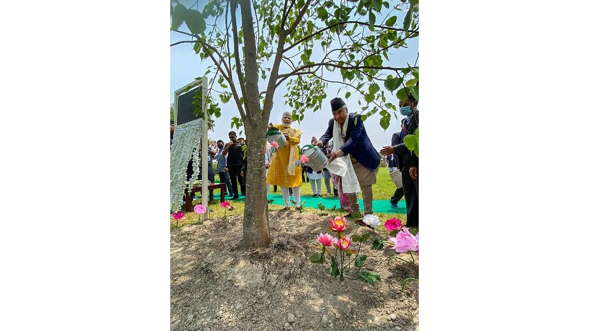 Thereafter, the two leaders watered the Bodhi tree sapling from Bodh Gaya which was gifted by Modi to Lumbini in 2014 and also signed the temple's visitor’s book. Credit: PMO