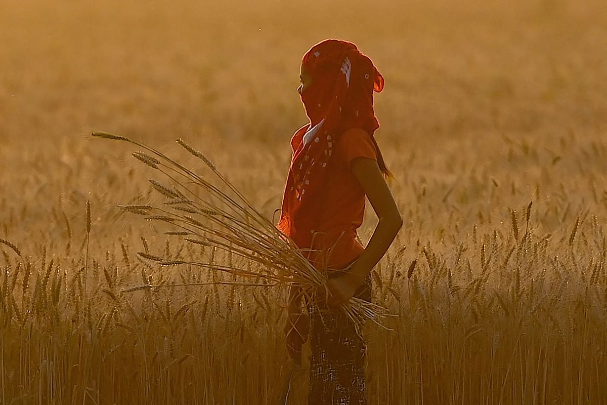 Wheat prices surged to a new record high on May, 16, 2022 after India decided to ban exports as a heatwave hit production. Credit: AFP Photo