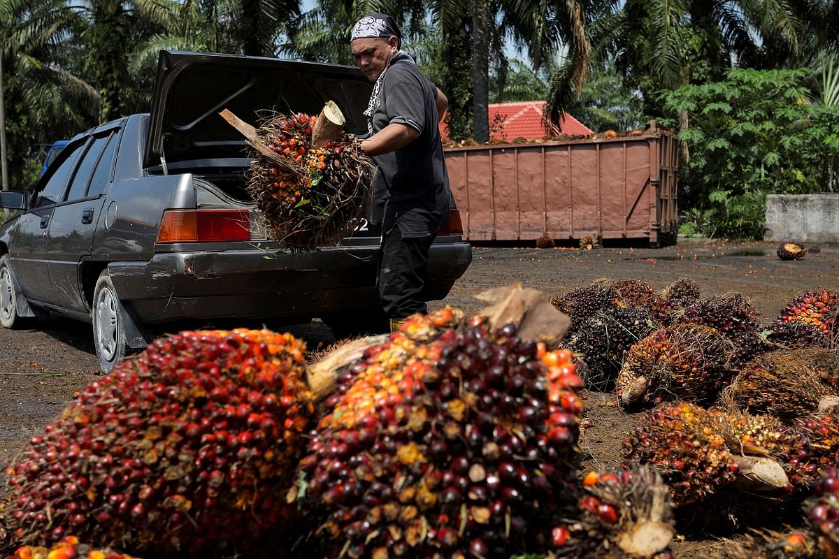 A man unloads the fresh fruit bunches from his car boot at a palm oil fruit collection centre for smallholders in Banting, Selangor, Malaysia. Credit: Reuters Photo