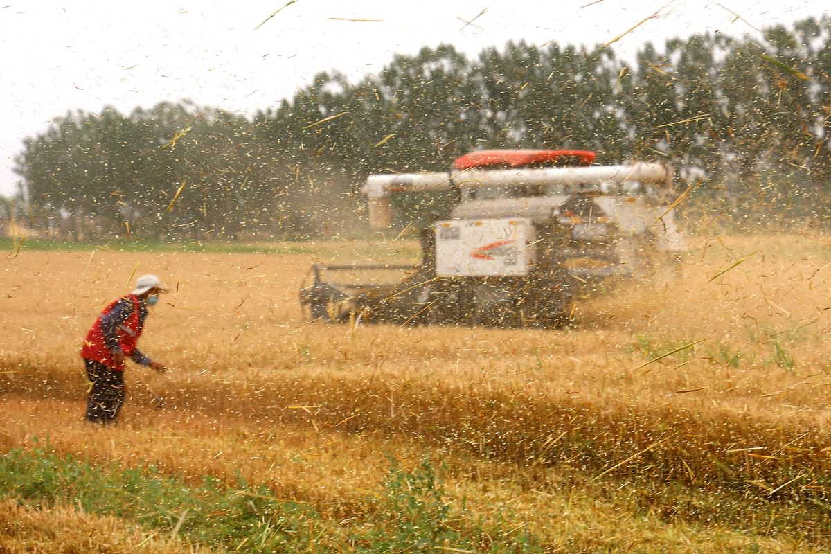 Harvester cutting wheat in a field in Binzhou, in China's eastern Shandong. Credit: AFP Photo
