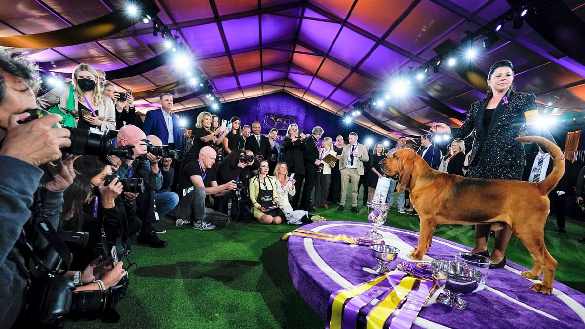 Posing before a massive silver cup and a slew of ribbons in the traditional champion’s post-victory glamour shoot, Trumpet had little to say. He is the first bloodhound to win Westminster. Credit: AP Photo