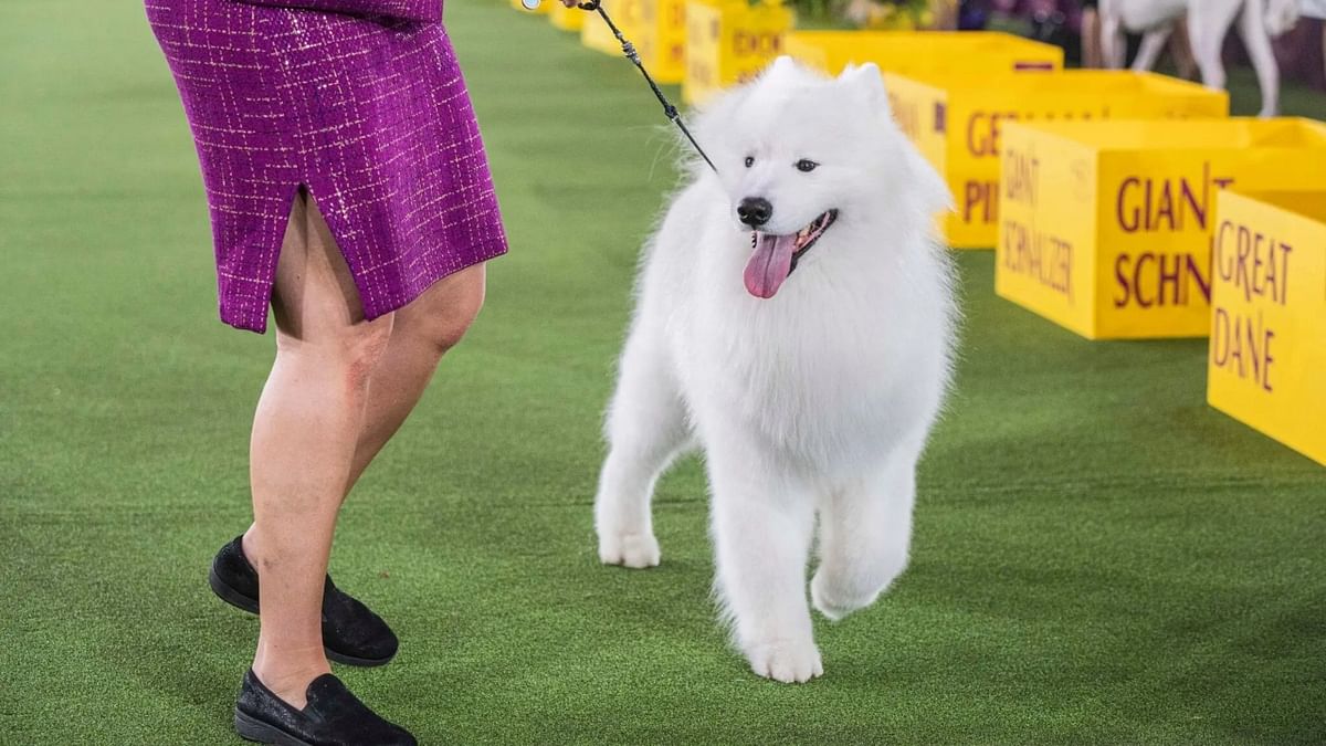 The largest cheers of the evening were reserved for Striker, a charismatic and blindingly white Samoyed who was one of the seven group winners. Credit: Twitter/@elimeixler