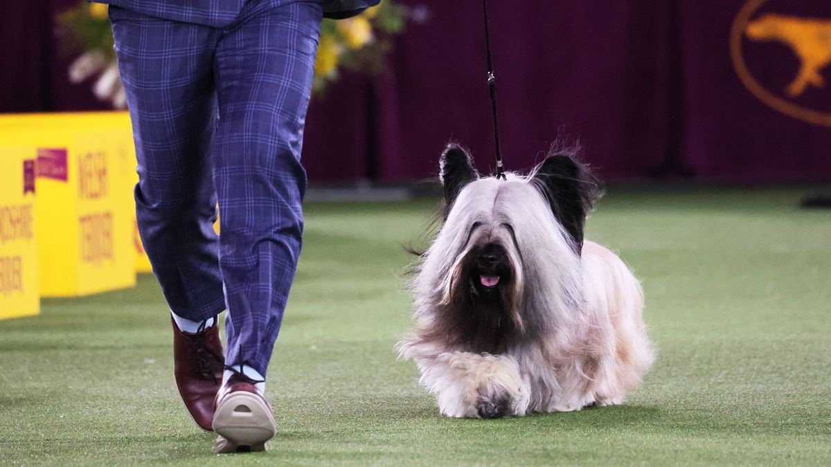 A Skye Terrier was the cynosure of all eyes in the annual Westminster Kennel Club dog show competition. Credit: AFP Photo
