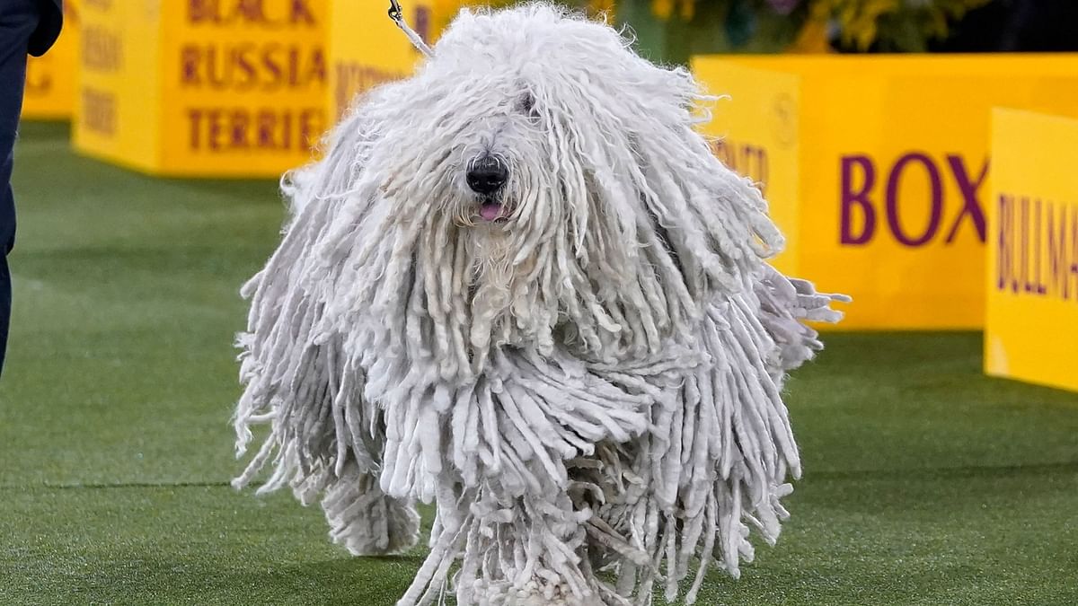 A Komondor in the ring during the Working Group judging at the 146th Westminster Kennel Club Dog Show in New York. Credit: AFP Photo