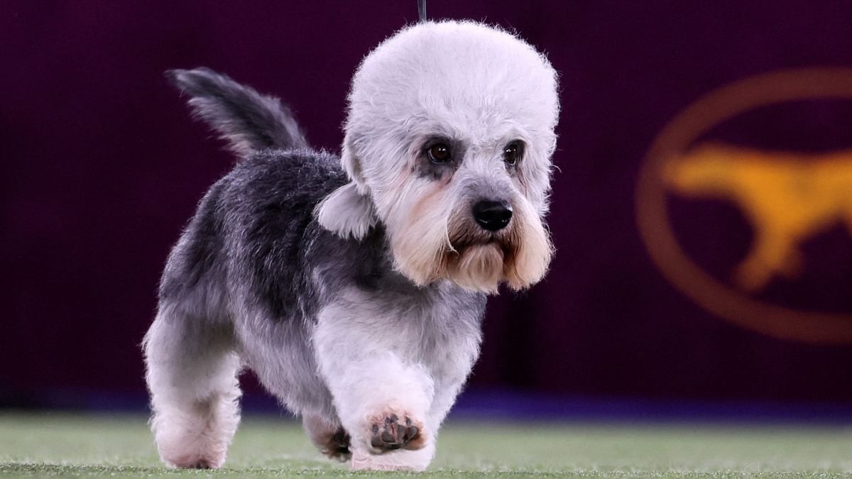 A Dandie Dinmont Terrier was one of the cutest participants in the competition. Credit: Reuters Photo