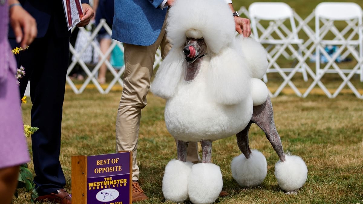 Liem, a Standard Poodle dog walked away with the Best of Opposite award during the 146th Westminster Kennel Club Dog Show in New York. Credit: Reuters Photo