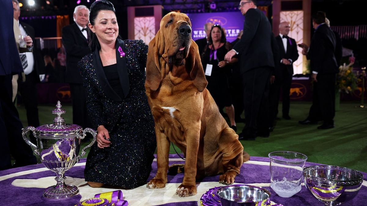 Trumpet, a magnificently be-wrinkled and be-jowled bloodhound from Illinois, won Best in Show at the Westminster Kennel Club Dog Show. Credit: Reuters Photo