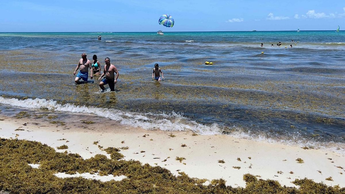 Tourists enjoy beaches covered with sargassum seaweed, in Playacar, Playa del Carmen, state of QuintanaRoo, Mexico. Credit: AFP Photo