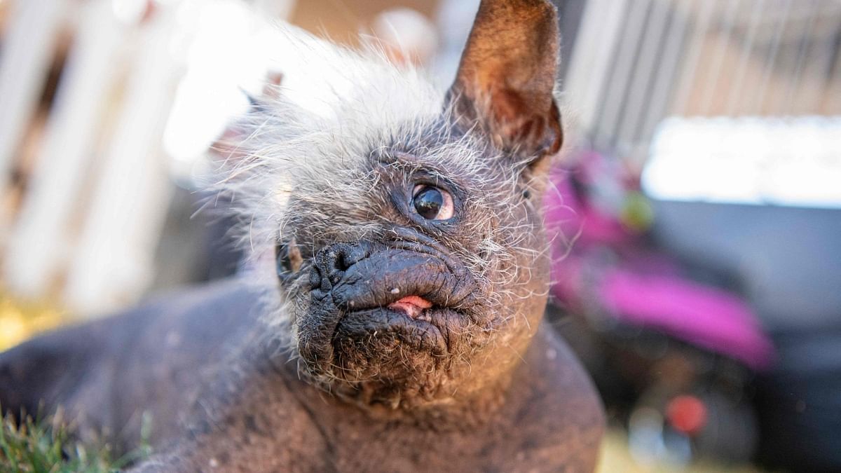 In Pics | Meet Mr Happy Face, world's 'ugliest dog'