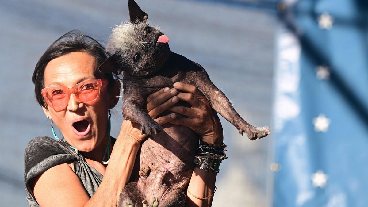 This 17-year-old Chinese crested defeated nine competitors in the World's Ugliest Dog Contest, a decades-old event held annually in Petaluma, California. Credit: AFP Photo