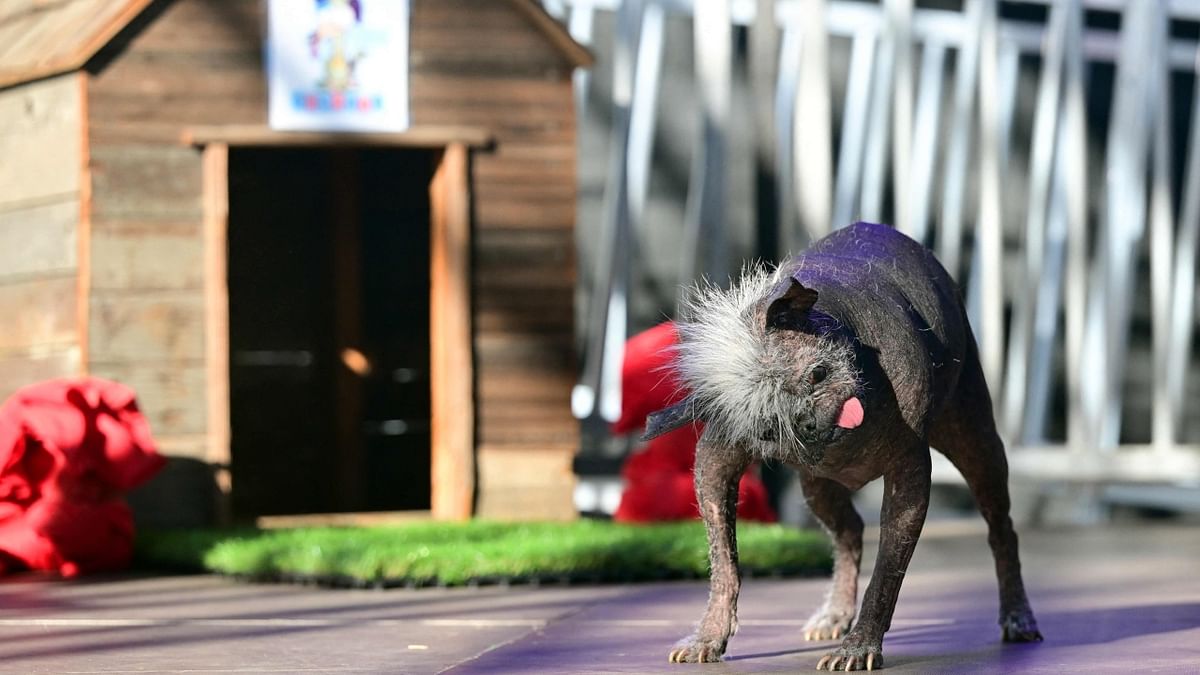 A dog named Mr Happy Face has been crowned the world's homeliest pooch. Credit: AFP Photo