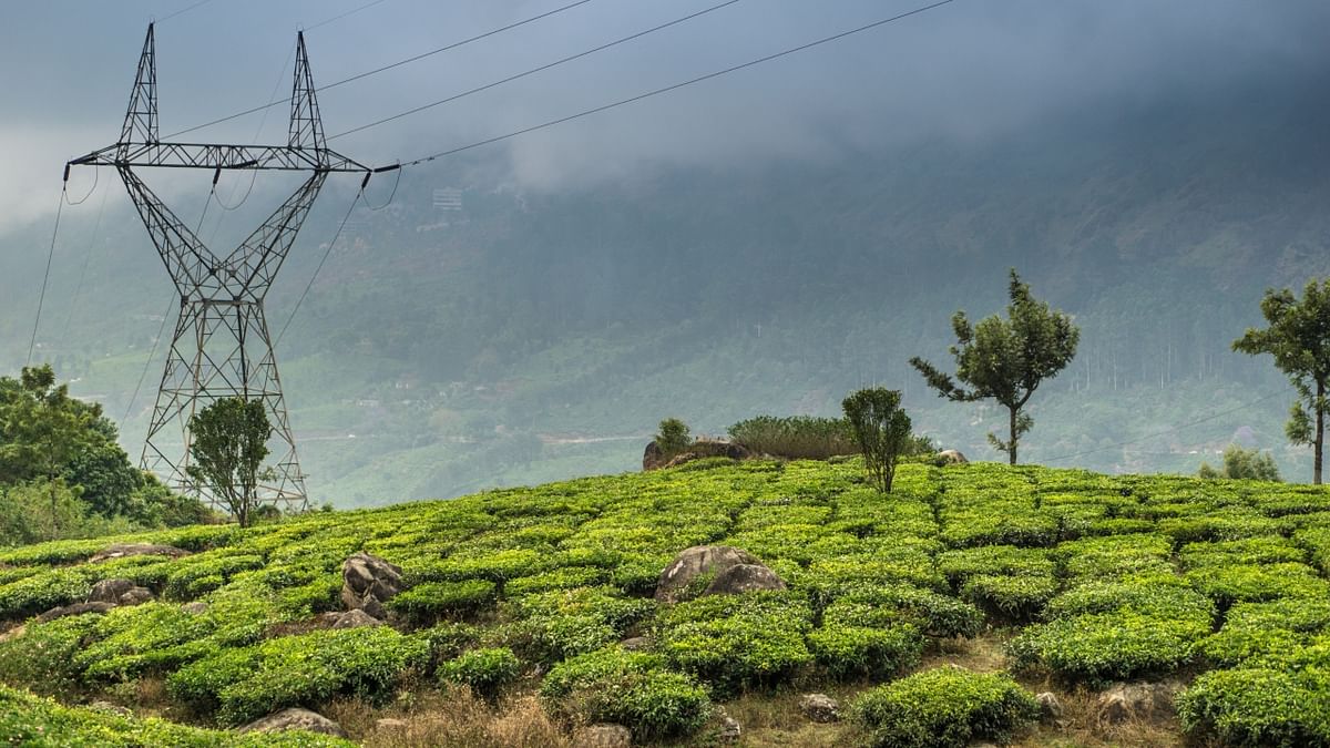 Twenty-six percent of the respondents don’t know that Munnar is associated with tea. Credit: Getty Images