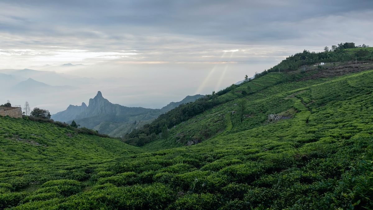 Less than a third of the respondents (32%), know that Mussoorie is not associated with tea. Credit: Pexels/Naveen Kumar