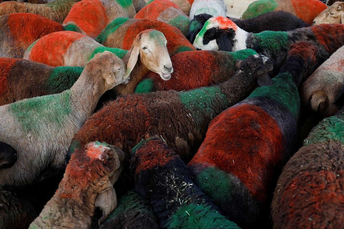 Sheep are seen at a livestock market ahead of Eid al-Adha in Kabul, Afghanistan. Credit: Reuters Photo