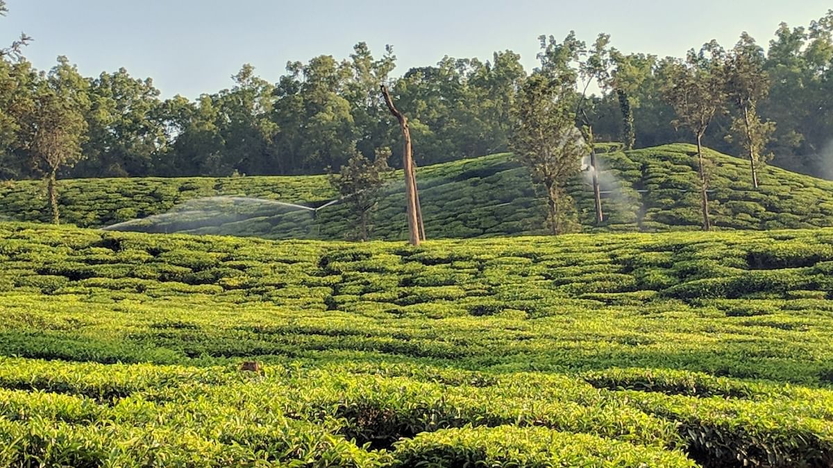 Karnataka produces the largest amount of coffee in India. In the fiscal year 2022, Karnataka had the largest share of coffee production in India, with 71.5 per cent. Credit: DH Photo