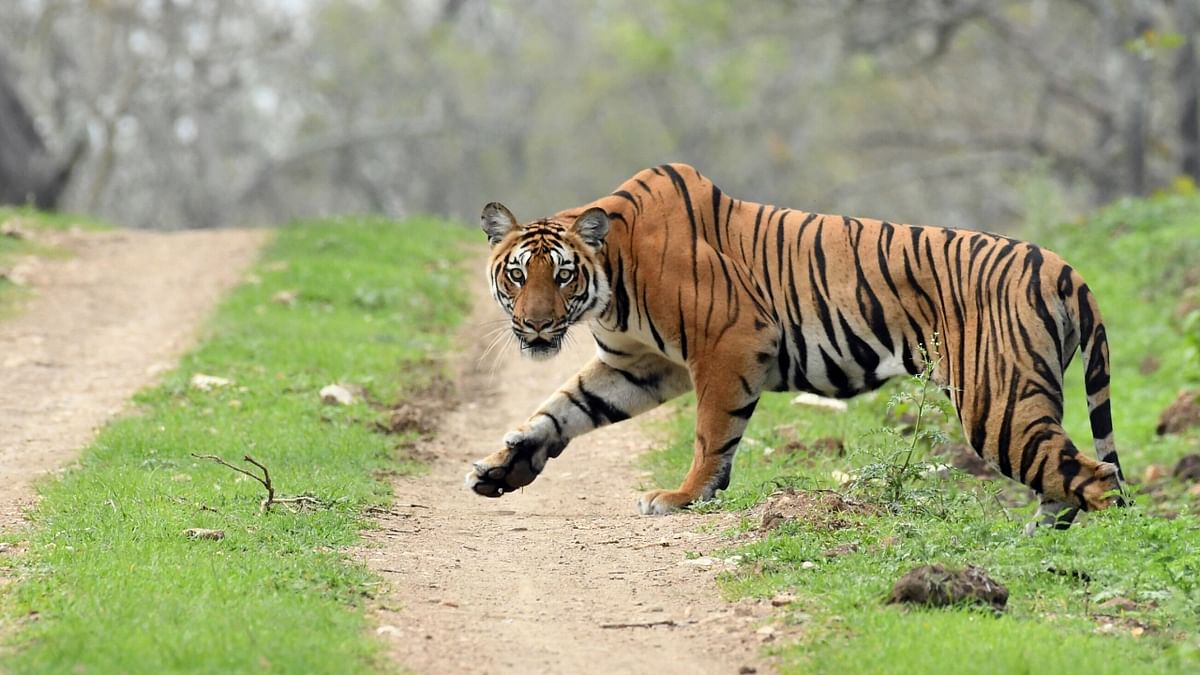 With abundantly of national parks and wildlife sanctuaries in Karnataka, the population of tigers is known to be the highest in India. Credit: DH Photo