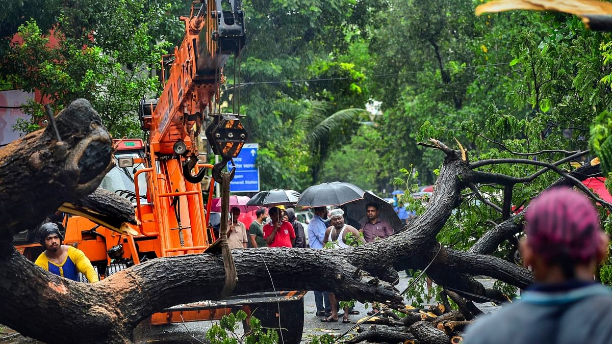 Mumbai: Workers remove a tree uprooted due to heavy monsoon rains at Dadar. Credit: PTI Photo