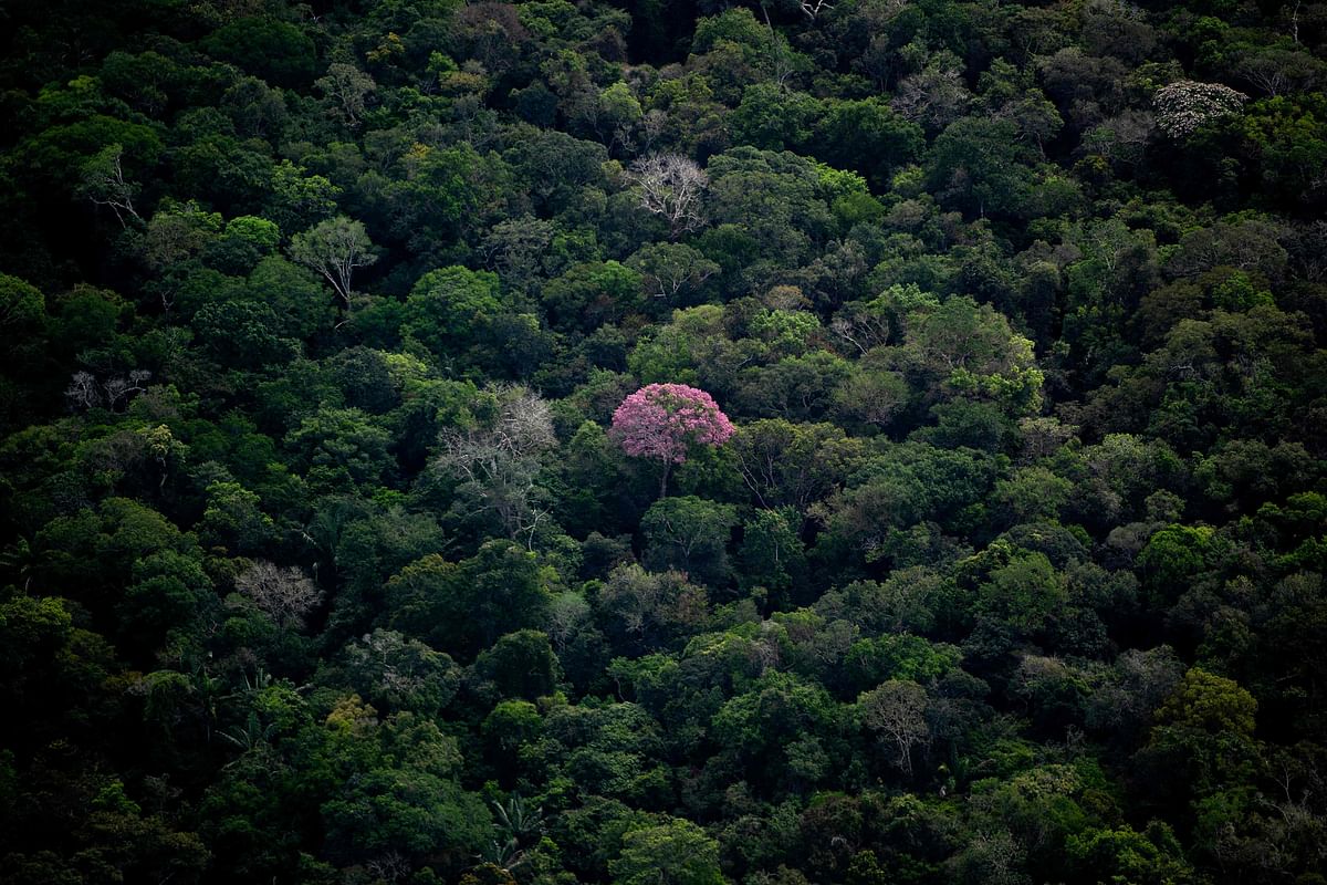 Aerial view showing a tree with pink foliage sticking out in the Amazon rainforest, seen during a flight between Manaus and Manicore, in Amazonas State, Brazil.