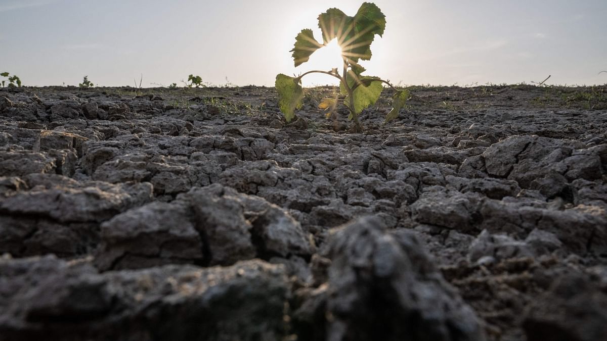 European Commission researchers, meanwhile, said nearly half (46 percent) of EU territory was exposed to warning-level drought. Eleven percent was at an alert level, and crops were already suffering from lack of water. Credit: AFP Photo