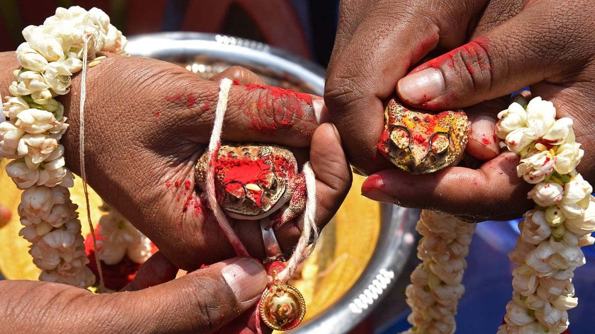 Frog Wedding: One of the most followed rituals, people organise a wedding of frogs to appease the rain god, Lord Indra. Many believe that performing a frog wedding will make lord Indra happy and he will bless us with good rains. Credit: MS Manjunath/DH Photo