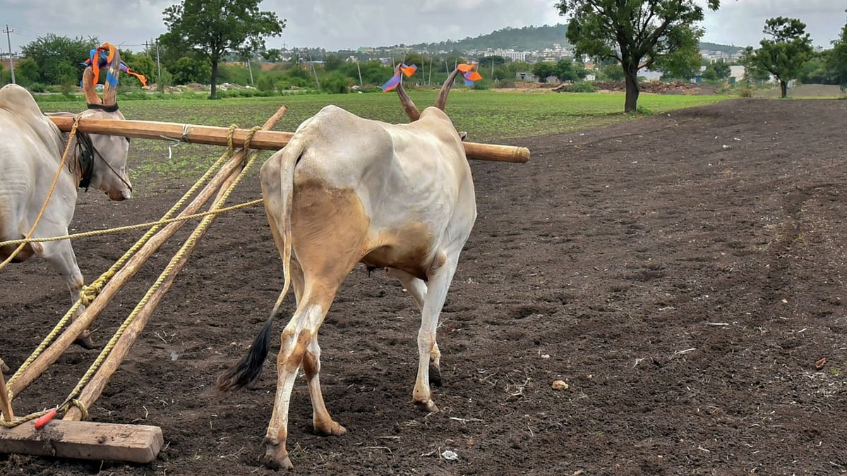 Naked Ploughing: In Uttar Pradesh as part of a custom to bring rain, women plough the fields naked at night for rainfall. Credit: PTI Photo