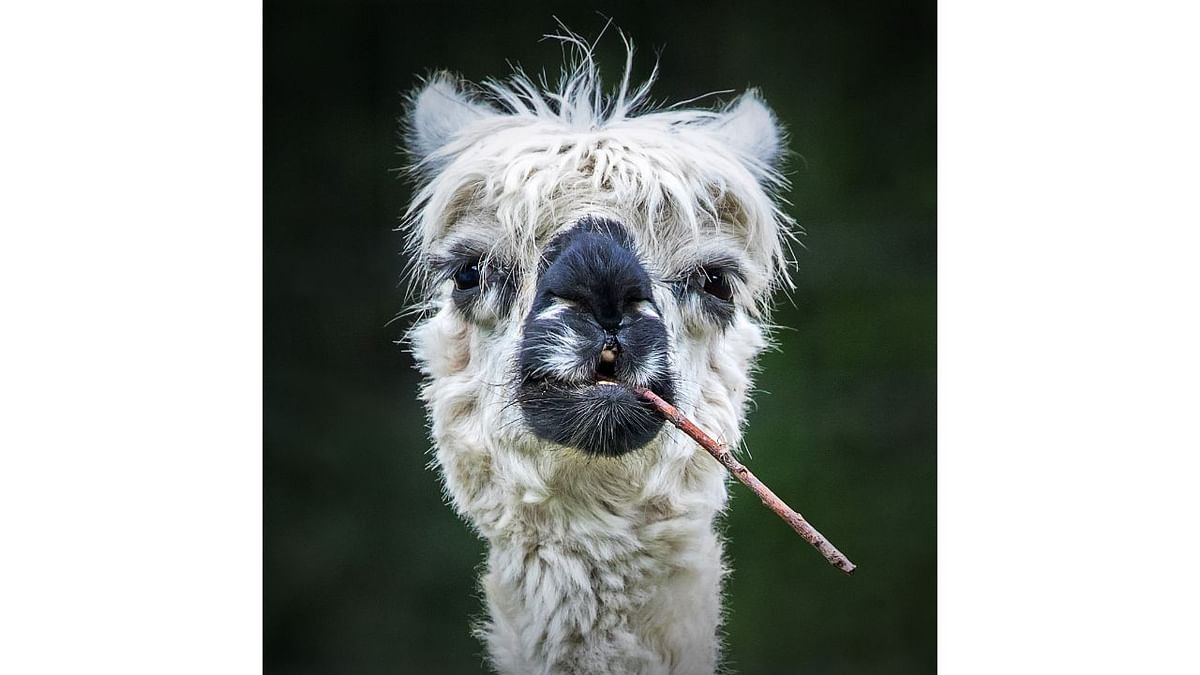Smokin' Alpaca. Credit: Stefan Brusius/Animal Friends Comedy Pets