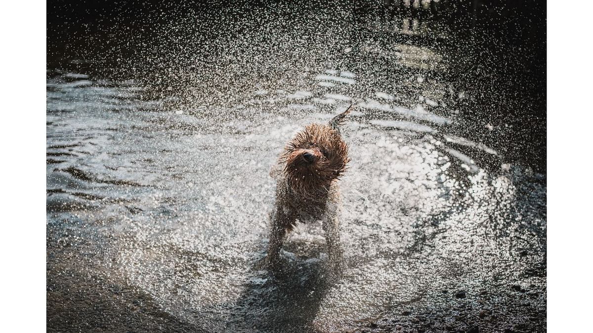 Shakin hedgehog. Credit: Alessandro Po/Animal Friends Comedy Pets